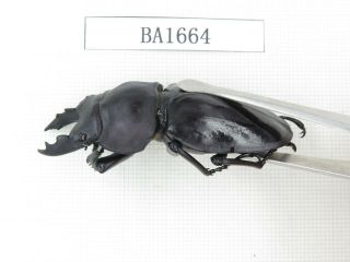 Beetle.  Neolucanus sp.  China,  Guizhou,  Mt.  Leigongshan.  1P.  BA1664. 2