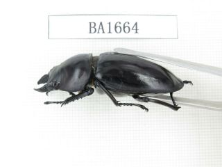 Beetle.  Neolucanus sp.  China,  Guizhou,  Mt.  Leigongshan.  1P.  BA1664. 3
