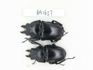 Beetle.  Neolucanus Sp.  China,  Guizhou,  Mt.  Leigongshan.  2m.  Ba1657.