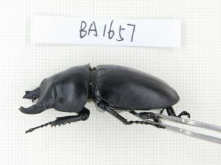 Beetle.  Neolucanus sp.  China,  Guizhou,  Mt.  Leigongshan.  2M.  BA1657. 2