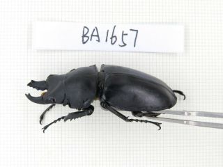 Beetle.  Neolucanus sp.  China,  Guizhou,  Mt.  Leigongshan.  2M.  BA1657. 3