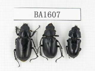 Beetle.  Dorcus Sp.  China,  Yunnan,  Gongshan.  3f.  Ba1607.