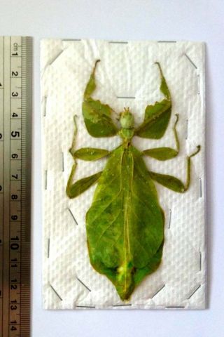 Phyllium Celebicum Female Leaf Insect Real Insect Taxidermy Read Listing