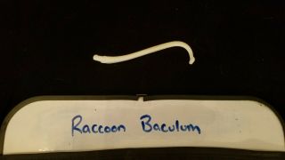 Real Raccoon Baculum Penis Dick Bone Animal Mammal / Skull Skeleton Taxidermy