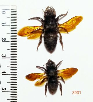2x.  Hymenoptera Species From Central Sulawesi (3931)