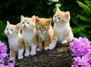 4pack Cat Cats Kitten Kittens Spring Stationery Greeting Notecards /envelopes 12