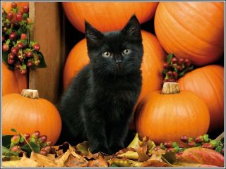 4pack Autumn Black Cat Cats Kitten Kittens Stationery Notecards/ Envelopes 4