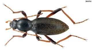 Coleoptera Tenebrionidae Gen.  Sp.  South Africa 14mm