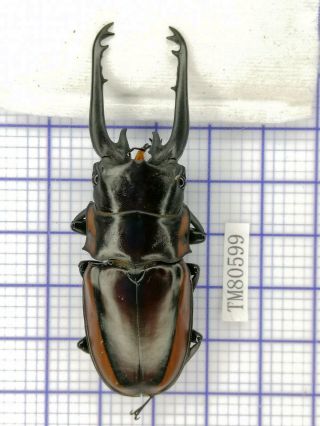 Lucanidae Tm80599 Prosopocoilus Bison Ssp Rare 68mm Indonisia