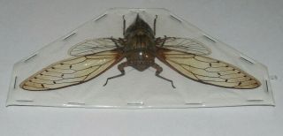 Cicadidae Sp 01 Cicada Real Insect Indonesia Taxidermy