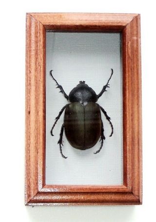 Dynastidae: Real Insect In Big Frame Made Of Expensive Wood