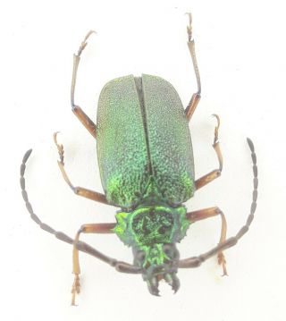 Coleoptera/cerambydae/prioninae Auratus Sp 30 From Peru