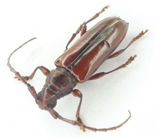 Coleoptera/cerambydae/cerambycinae Sp 15 Rare From Peru