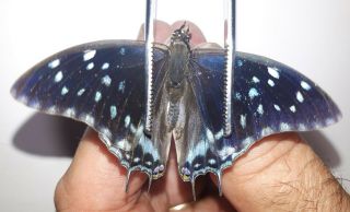 Charaxes Kheili,  Nymphalidae,  2019 - 234