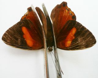 Dicalloneura Decorata Tantra (riodinidae) Male From Timika,  Irian Jaya