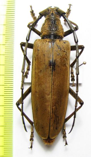 Cerambycidae,  Neocerambyx Pubescens,  Female,  Indonesia,  Java 70mm
