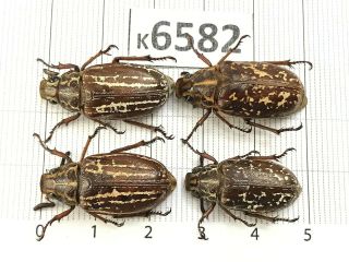 K6582 Unmounted Beetle Rutelinae Vietnam Central