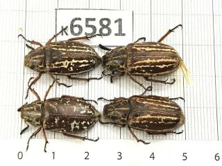 K6581 Unmounted Beetle Rutelinae Vietnam Central