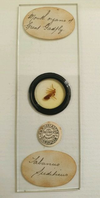 Fine Antique Insect Microscope Slide " Mouth Organs Of Great Gadfly " By Darlaston