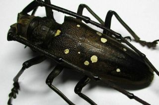 A001 Sa : Cerambycidae: Batocera Celebica Magica Male 51mm
