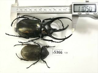 K5366 Unmounted Beetle Chalcosoma Vietnam Central