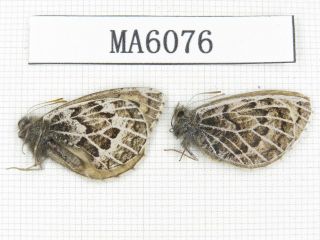 Butterfly.  Satyridae Sp.  China,  Gansu,  S Jiayuguan.  1p.  Ma6076.