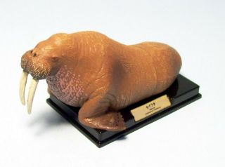 Takara Tomy Arts Marine Mammals Figure Male Walrus