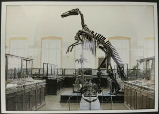 Dinosaur Hadrosauridae Prehistoric Animals Paleontology Museum Russian Postcard
