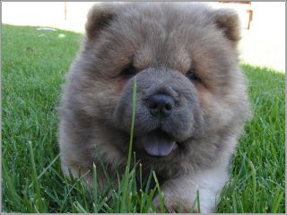 4 Set Chow Chow Dog Puppy Puppies Dogs Stationery Greeting Notecards/envelopes 3