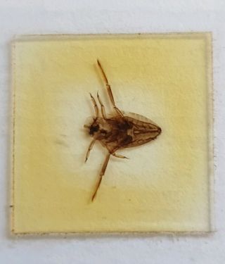 Fine Antique Whole Insect Microscope Slide Water Boatman " Corixa "