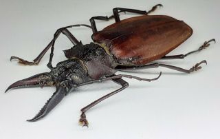 Cerambycidae/prioninae/ Macrodontia Crenata Male 61 Mm From Peru