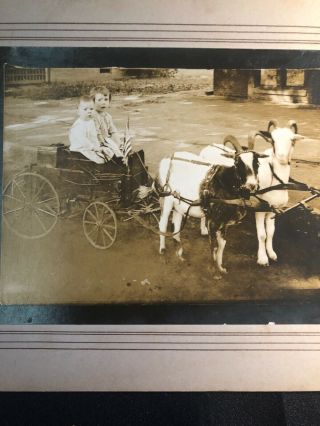 C 1900 Antique Photograph Children Goat Cart Wagon Buggy Photo Farm Animals