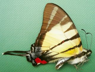 Graphium Stratiotes Male From Sabah,  North Borneo