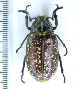 Scarabaeidae Melolonthinae Polyphylla (polyphylla) Fullo Se Ukraine Male