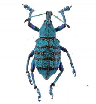 Eupholus Geoffroyi - Curculionidae 27mm From Jayapura Province Papua,  Indonesia