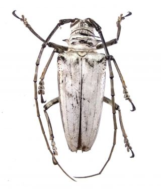 Rosenbergia Vetusta - Cerambycidae 46mm From Lae Province,  Papua Guinea Png