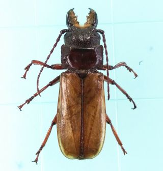 Archetypus Fulvipennis - Prioninae 42mm Male From Lae Province,  Papua Guinea