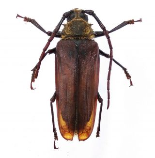 Osphryon Hirticollis - Prioninae 40mm From Lae Province,  Papua Guinea Png