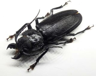 Cerambycidae/prioninae Physopleurus Longiscapus Male 65 Mm From Peru