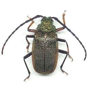 Cerambycidae/prioninae Hileolaspis Auratus Male 2 From Peru