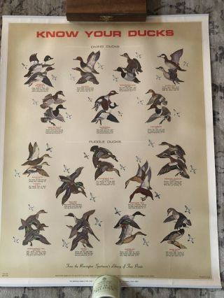Vintage Remington Poster “ Know Your Ducks”