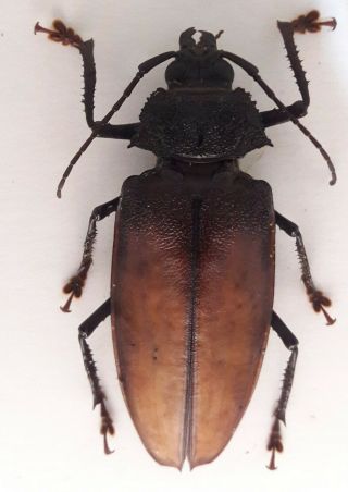 Cerambycidae/prioninae Ialyssus Tuberculatus Female 63 Mm From Peru