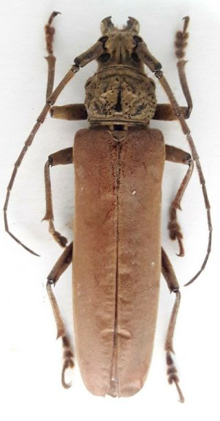 Cerambycidae/cerambycinae Paracriodion Sp 2 From Brazil