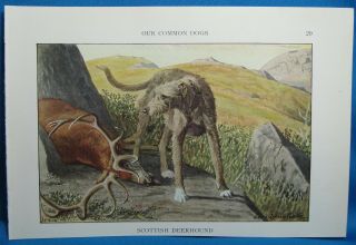 Vtg Scottish Deerhound Dog Print Louis Fuertes Natl Geographic Book Of Dogs 1927