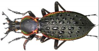 29.  Carabidae - Carabus (coptolabrus) Augustus Aereus.  Male