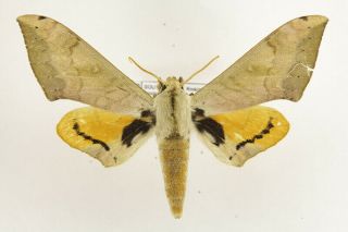 Pseudoclanis Postica Sphingidae Moth From South Africa Mounted