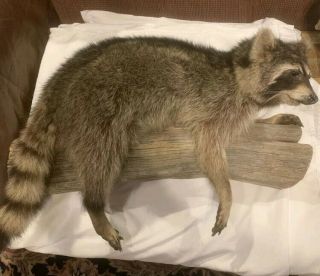Vintage Taxidermy Stuffed Full Body Raccoon Mount Limb Cabin Hunting Ranch Decor