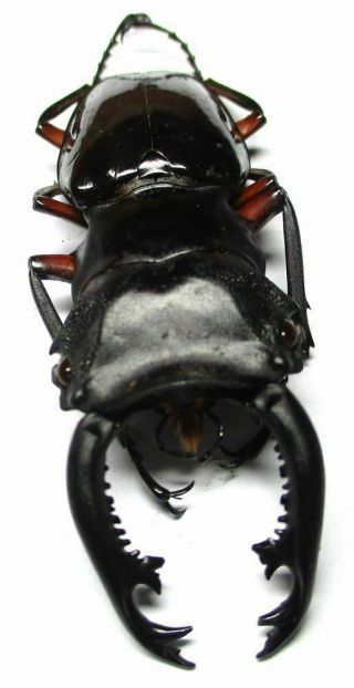 003 Pa : Lucanidae: Odontolabis Imperialis Komorii Male 62.  5mm