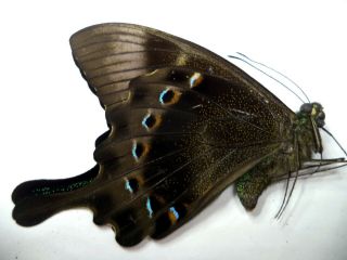 Unmounted Butterfly Papilio Lorquinianus No 1 1 Pc.