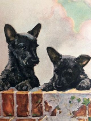 Authentic Scottie Scotch Terrier Dogs Vintage Print Diana Thorne 1932